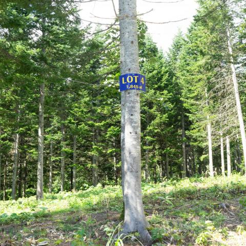 Lot4Pines